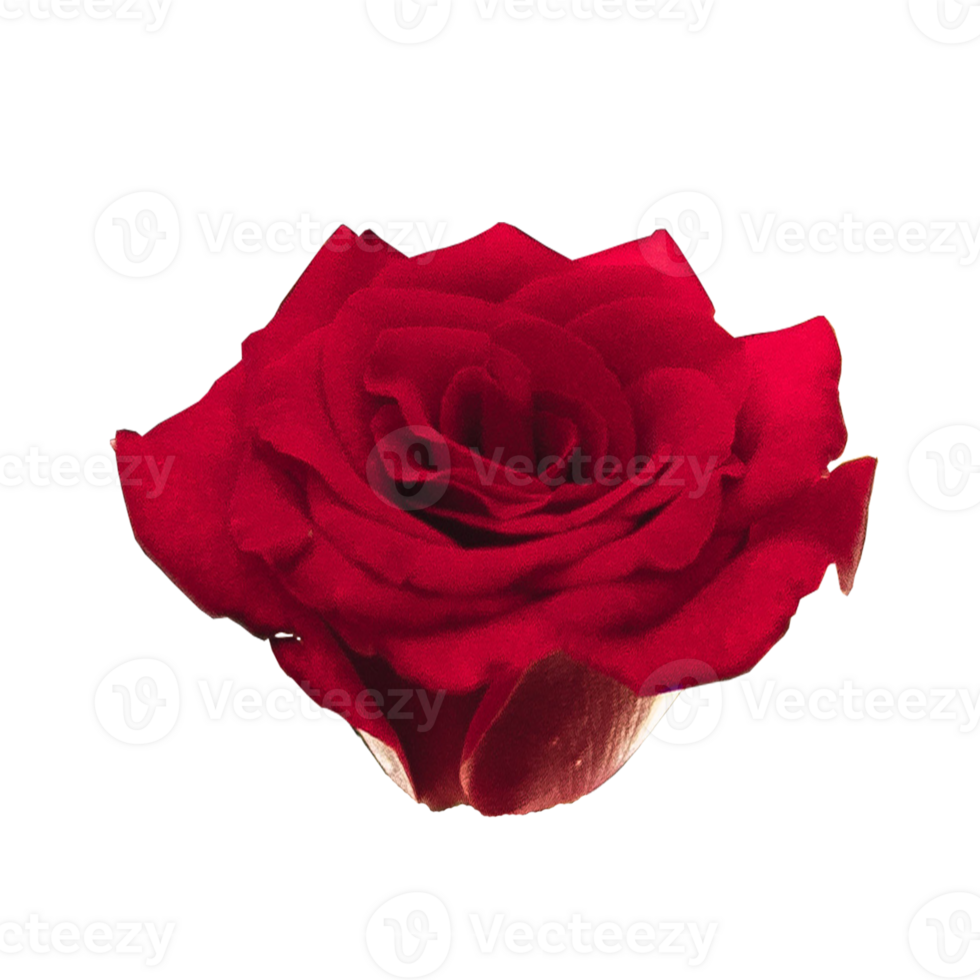 icono flor rosas png