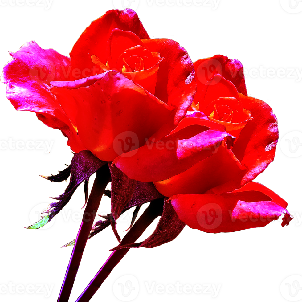 icono flor rosas png