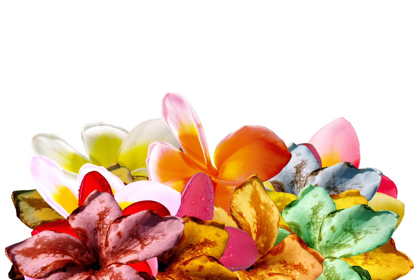 decoration-petal-flower-24560124-png