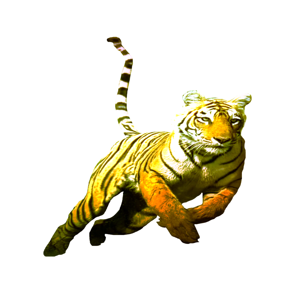 icon tiger king of the jungle png