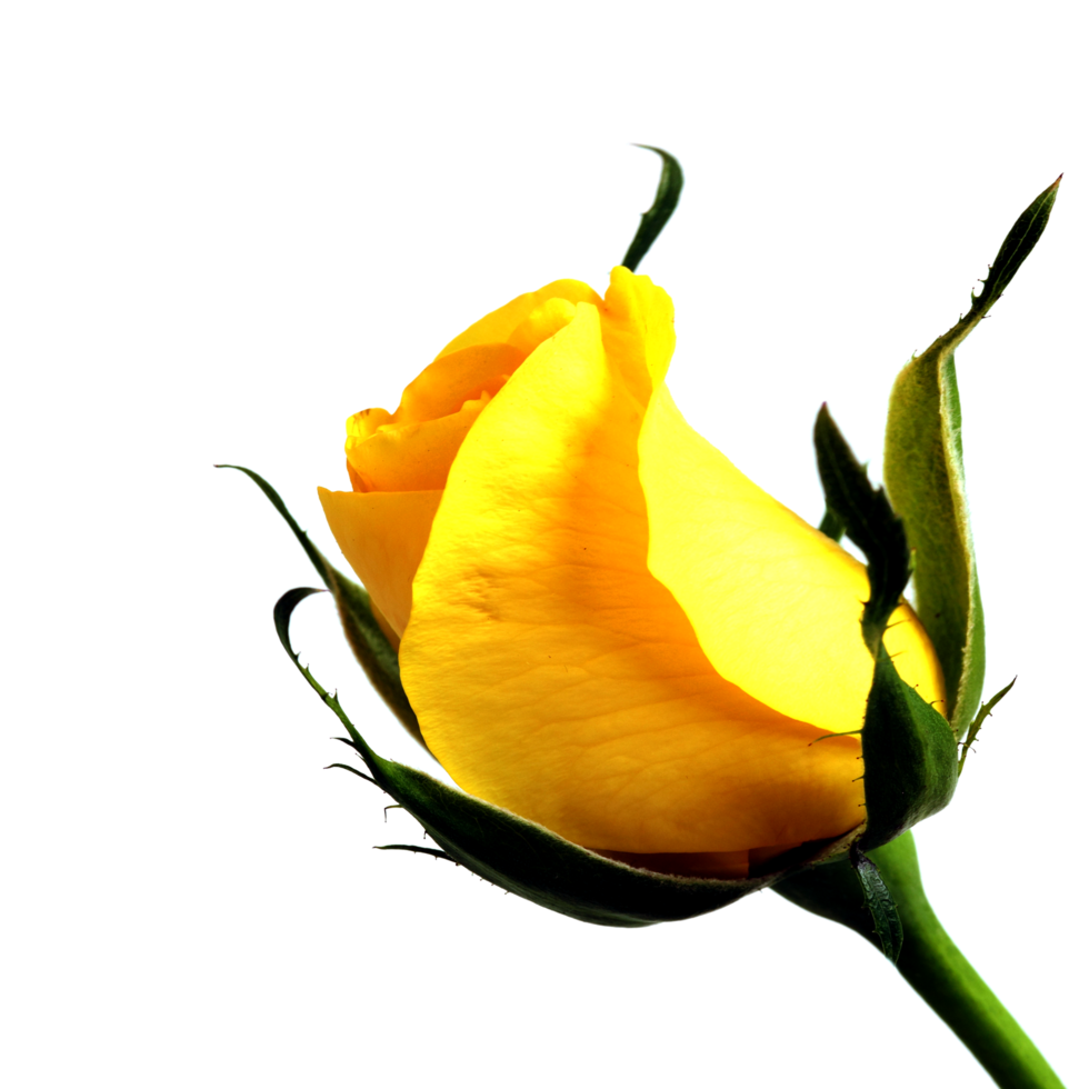 Symbol Gelb Blume png