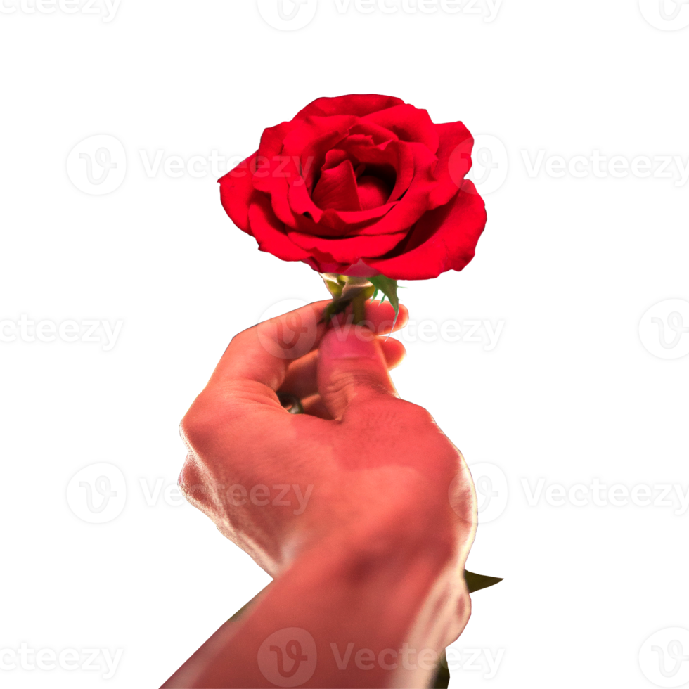 icon give a rose show feeling png