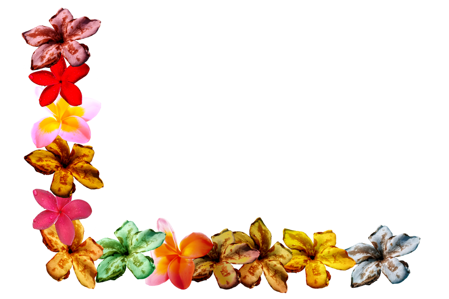 icon decoration flowers form shape pattern png
