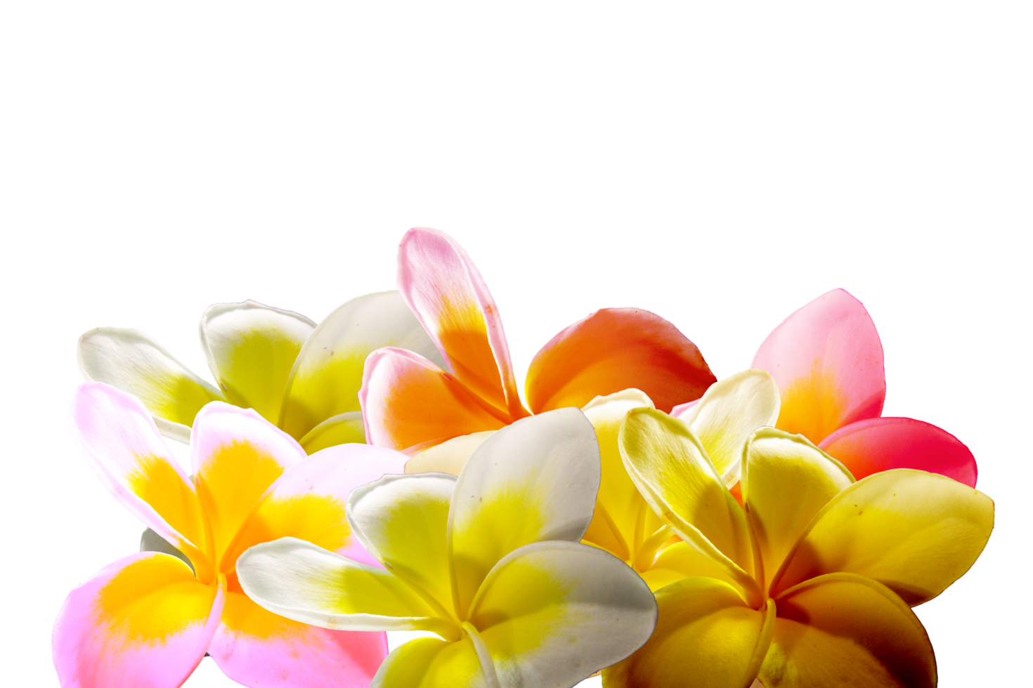 decoration-petal-flower-24560339-png