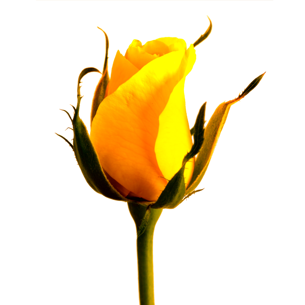 icono amarillo flor png