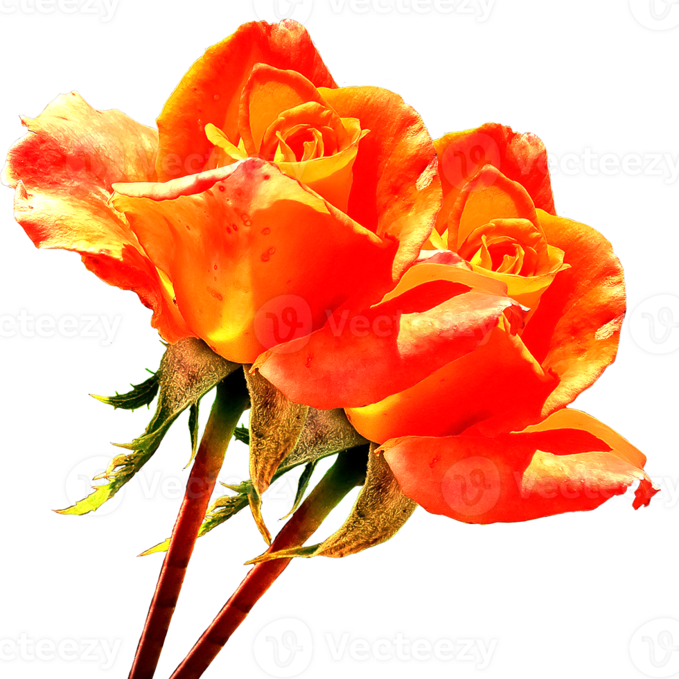 icon flower roses png