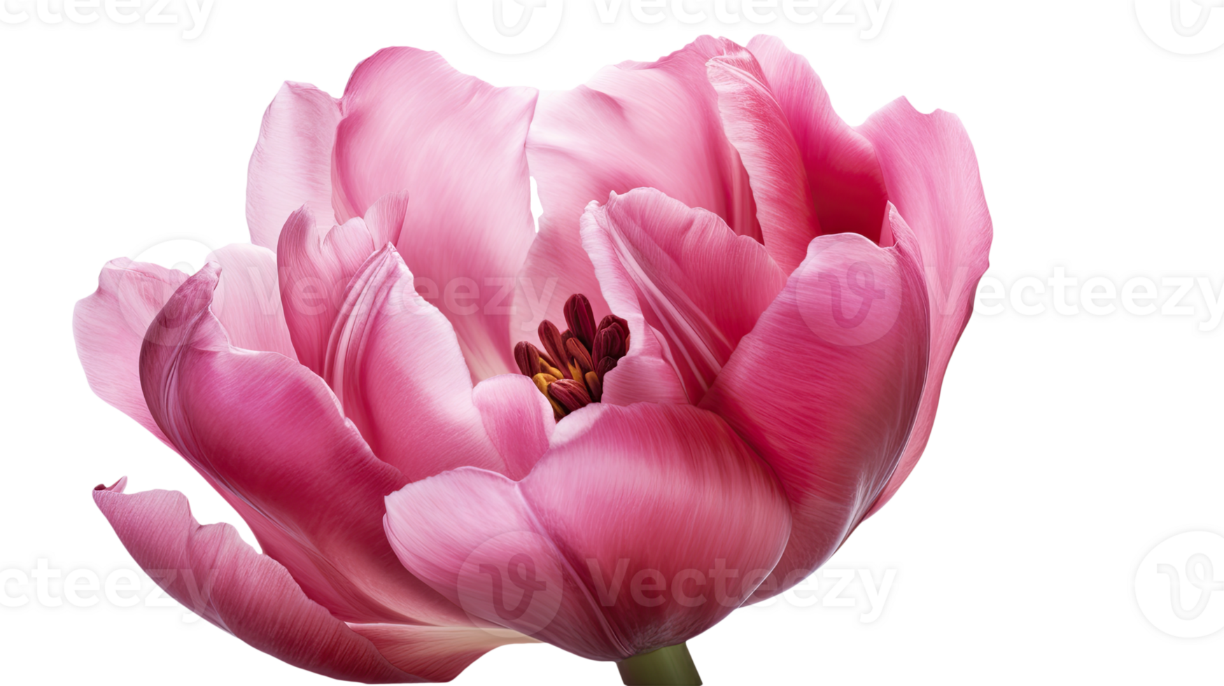 maravilloso imagen de hermosa rosado loro tulipán flor en transparente antecedentes. generativo ai tecnología. png