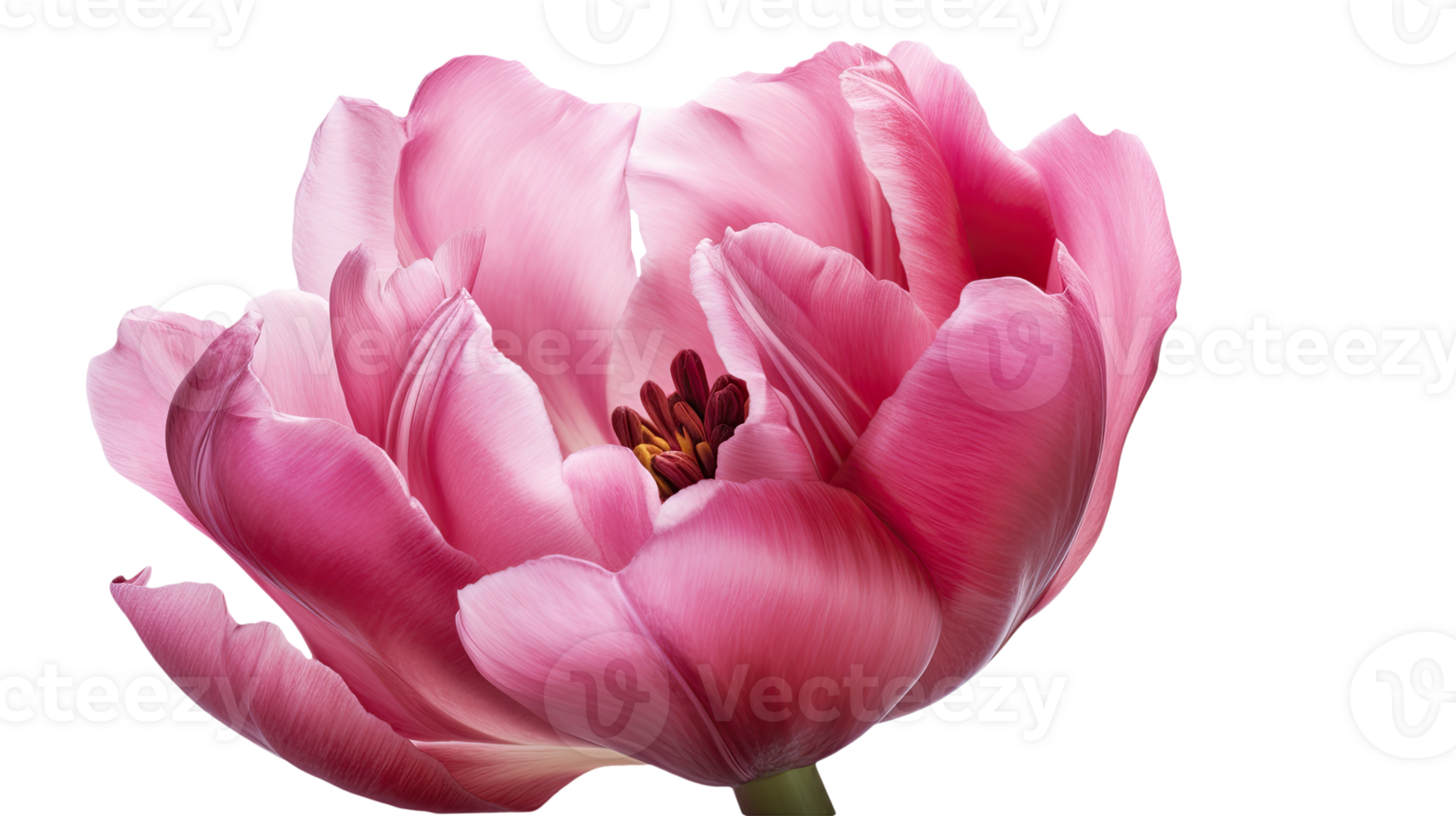 Stunning Image of Beautiful Pink Parrot Tulip Flower on Transparent Background. Technology. png