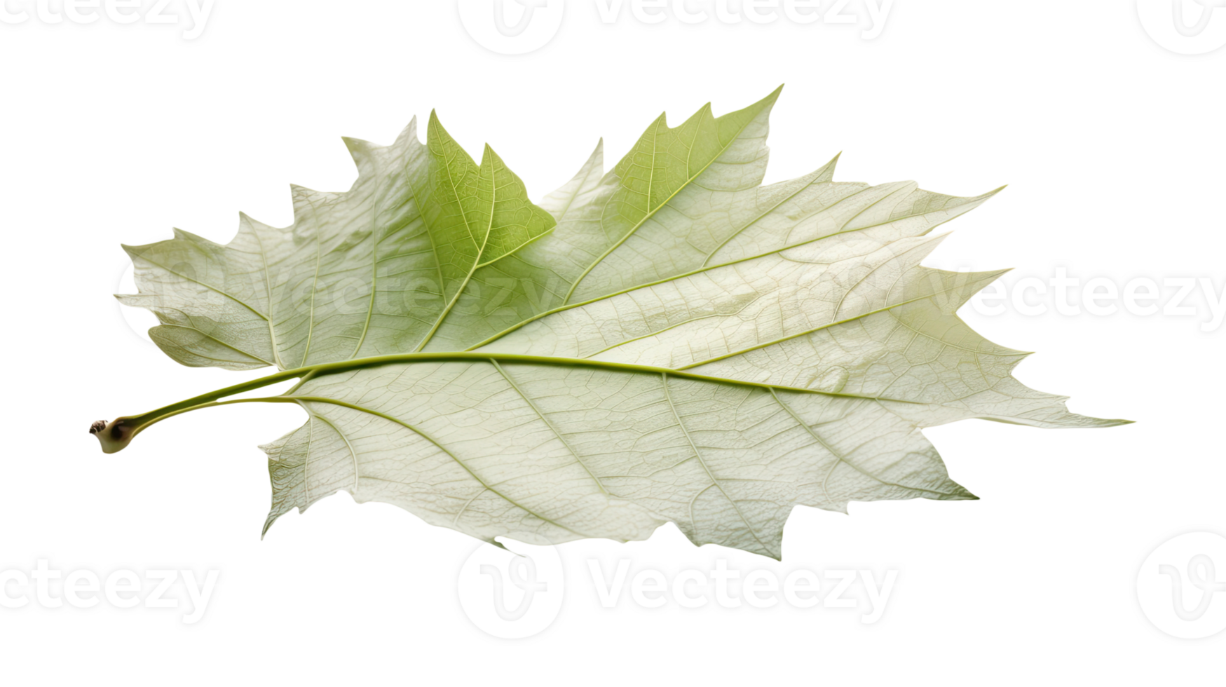 Image of Sycamore Leaf on Transparent Background. . png