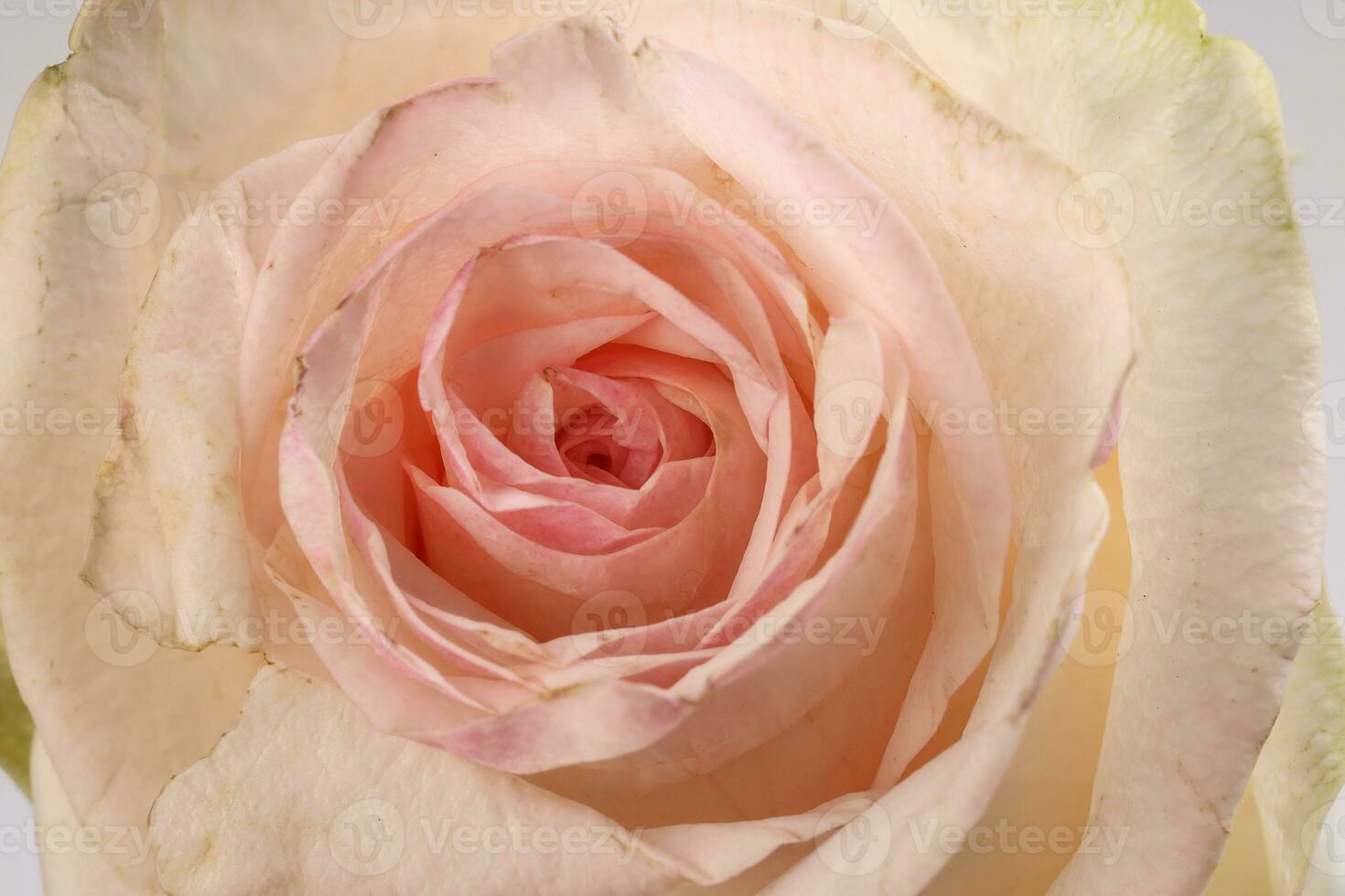 Light pink white rose flower closeup macro petals circle photo