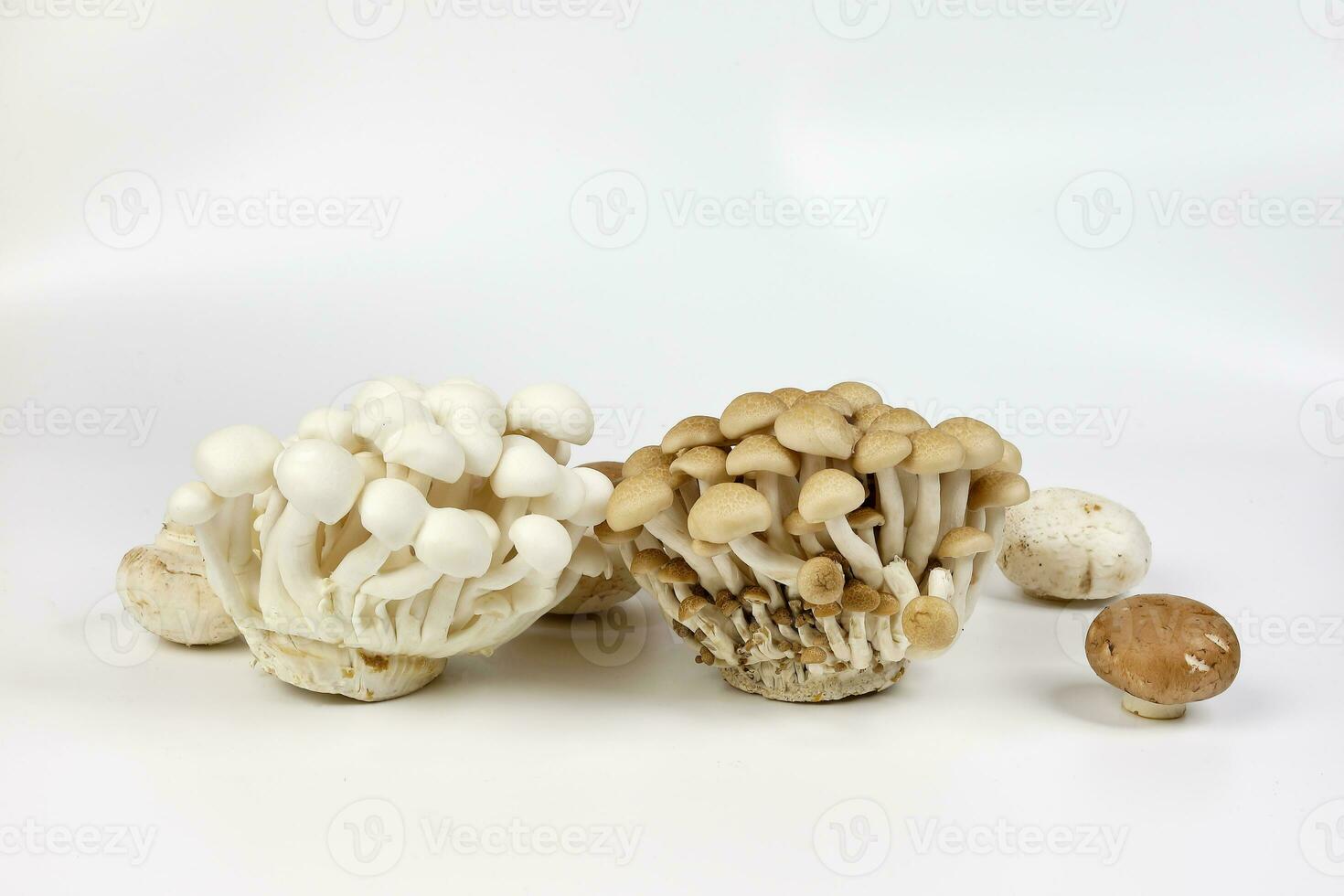 Mix white brown shimeji button mushroom on white background photo