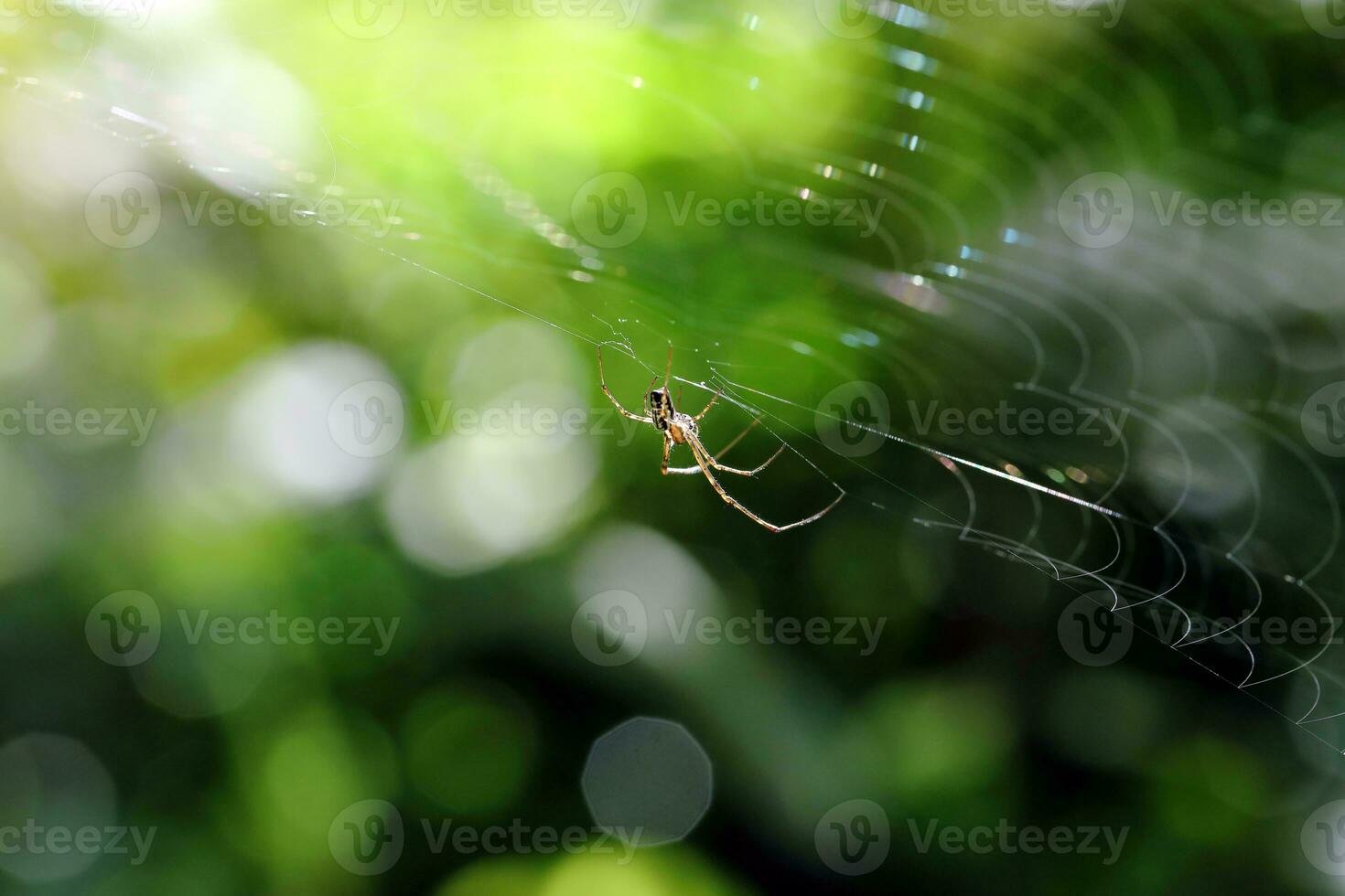 Small spider on web outdoors photo