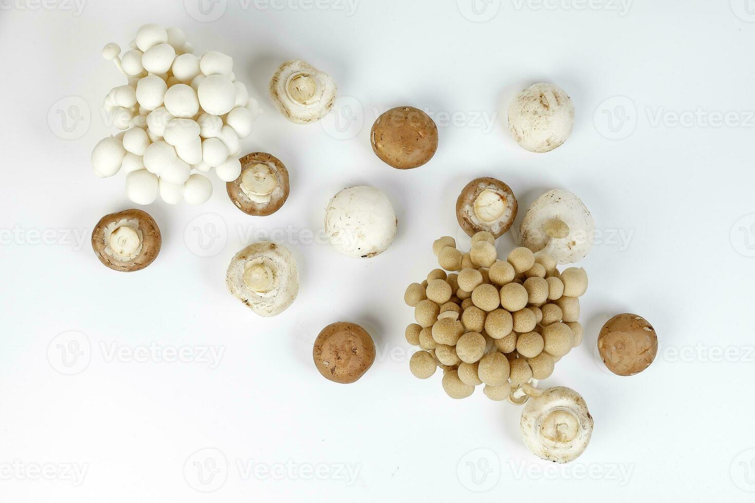 Mix white brown shimeji button mushroom top view on white background photo