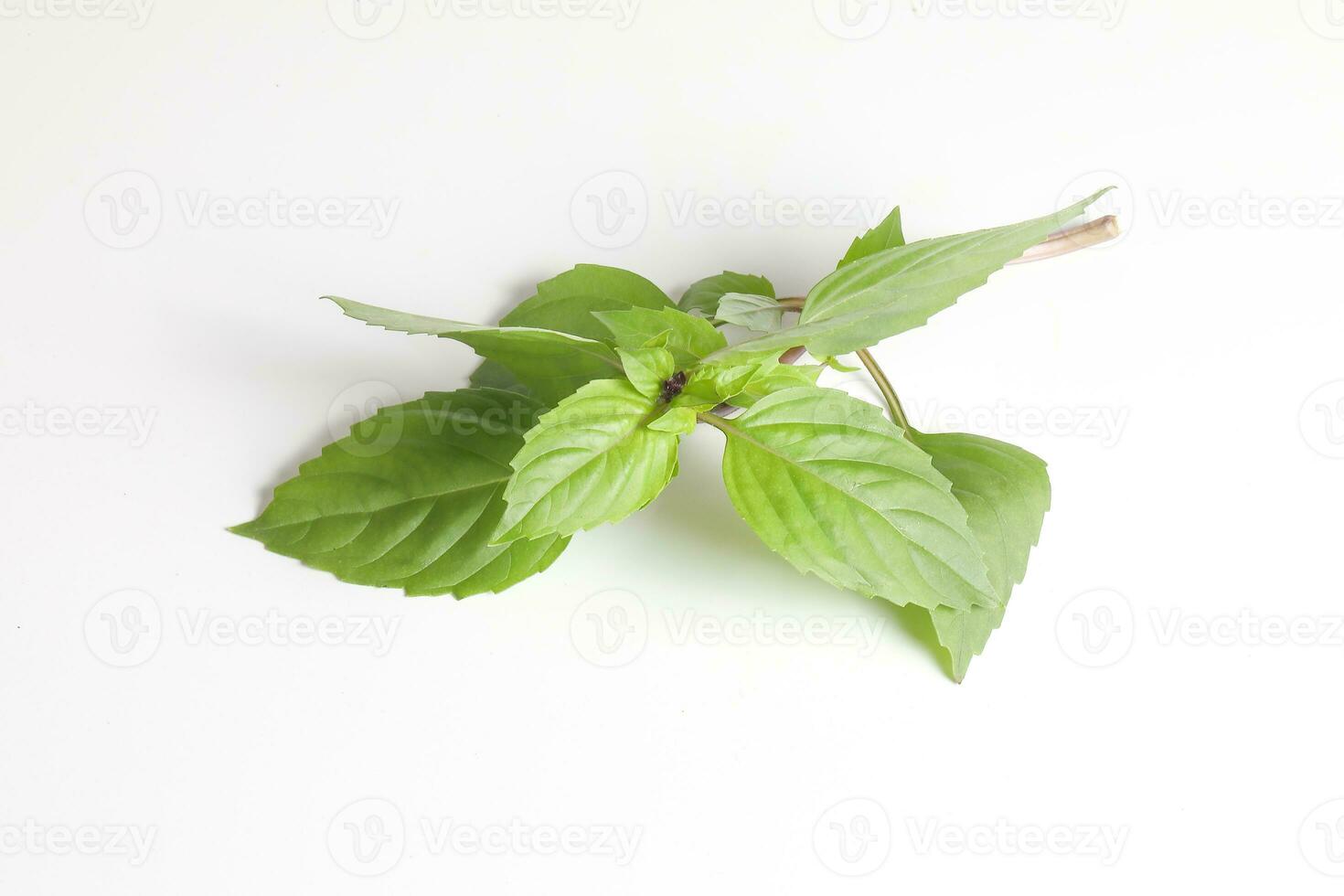 Green Thai Basil photo