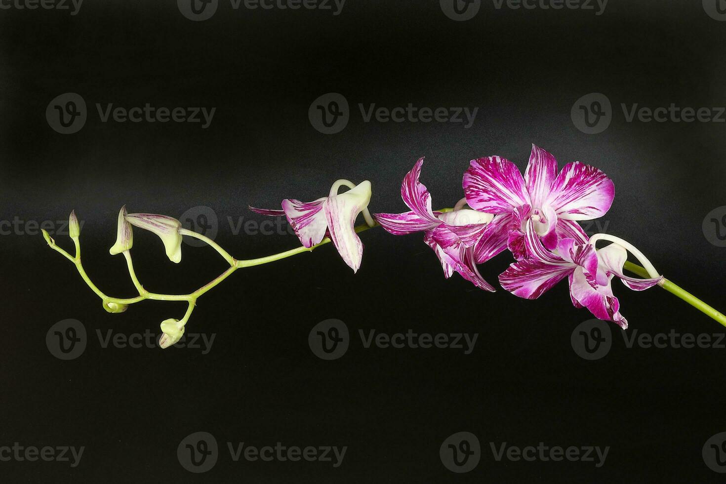 Colorful Orchid Flower photo