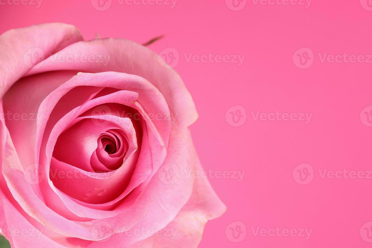 Pink rose flower closeup macro petals circle on pink paper background photo