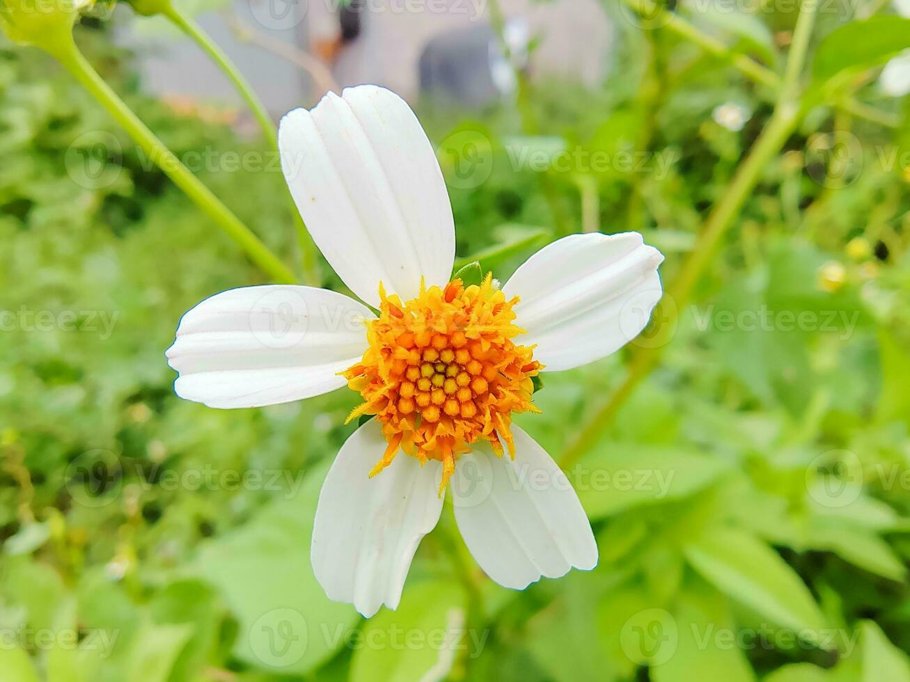 White flowers close up bright green in the garden photo