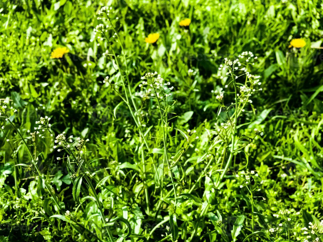 Green white flower weed grass shepherds purse or Capsella bursa pastoris as background image photo