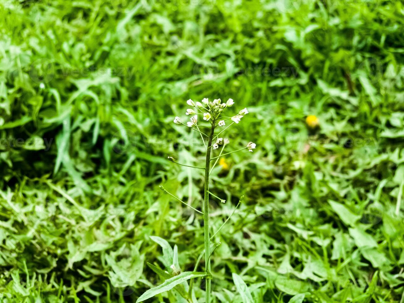 Green white flower weed grass shepherds purse or Capsella bursa pastoris as background image photo