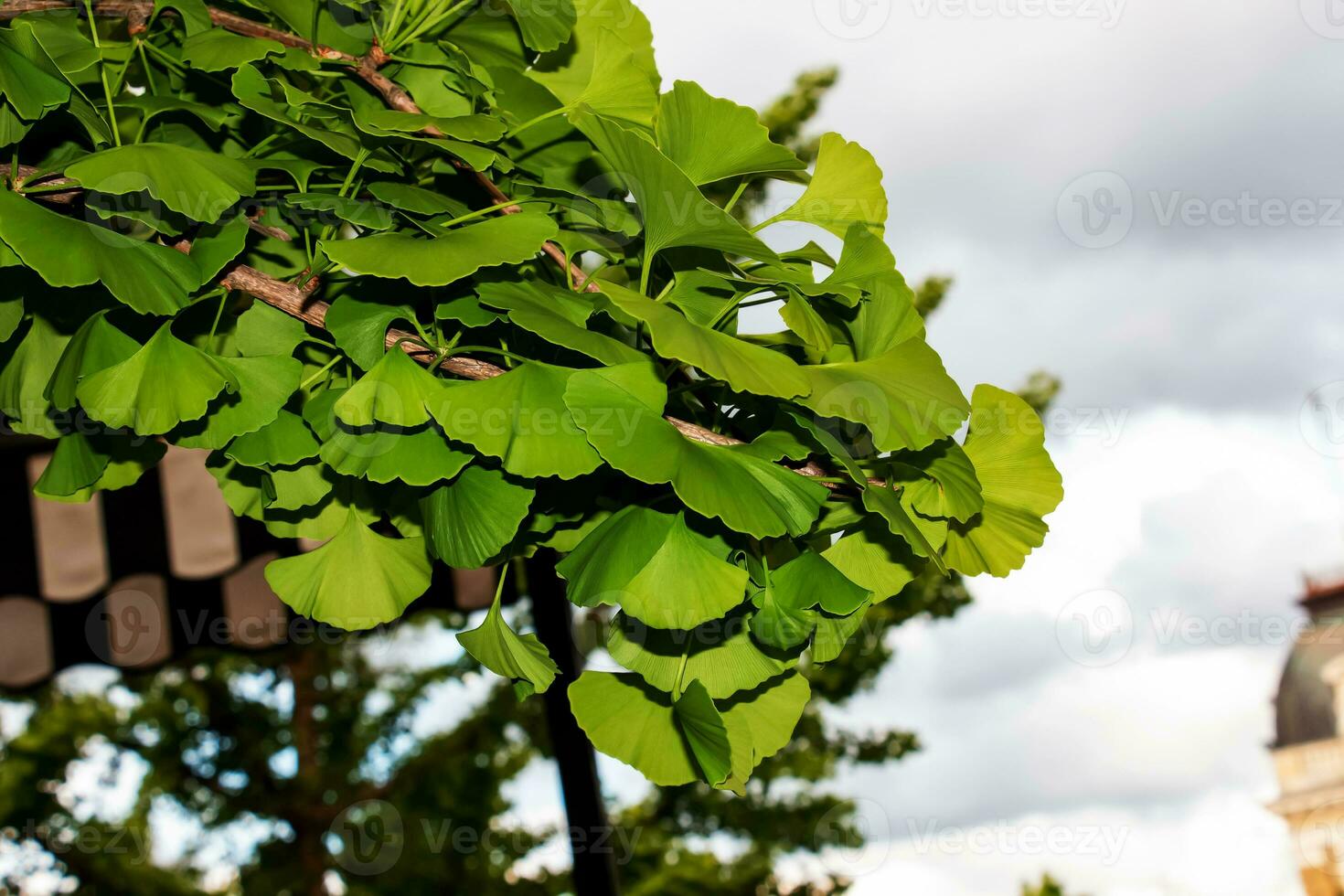 Fresh bright green leaves of ginkgo biloba. Natural leaf texture background. Branches of a ginkgo tree in Nitra in Slovakia. Latin name Ginkgo biloba L. photo