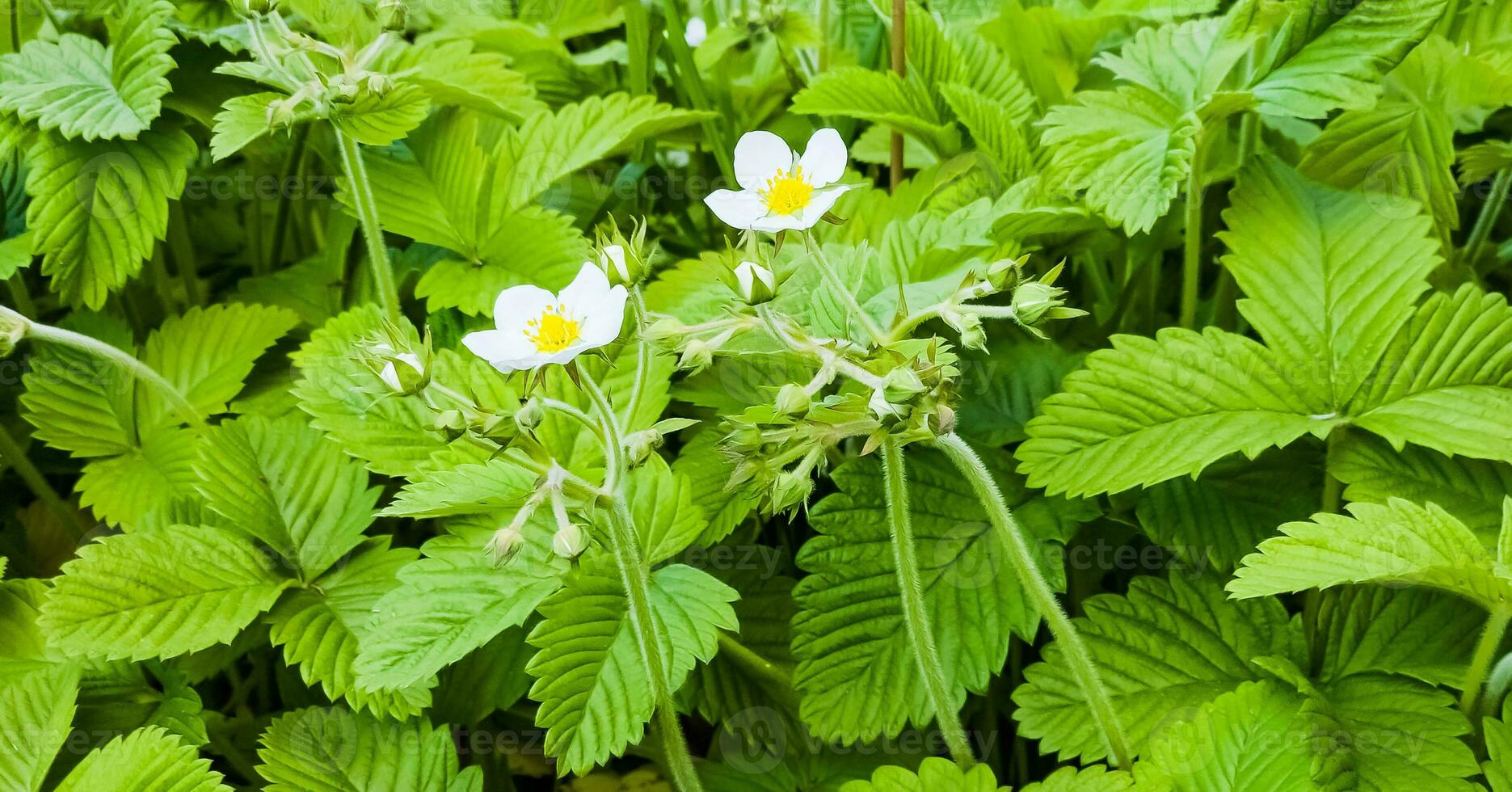 White flowers of wild strawberry in green grass. Latin name Fragaria L. photo