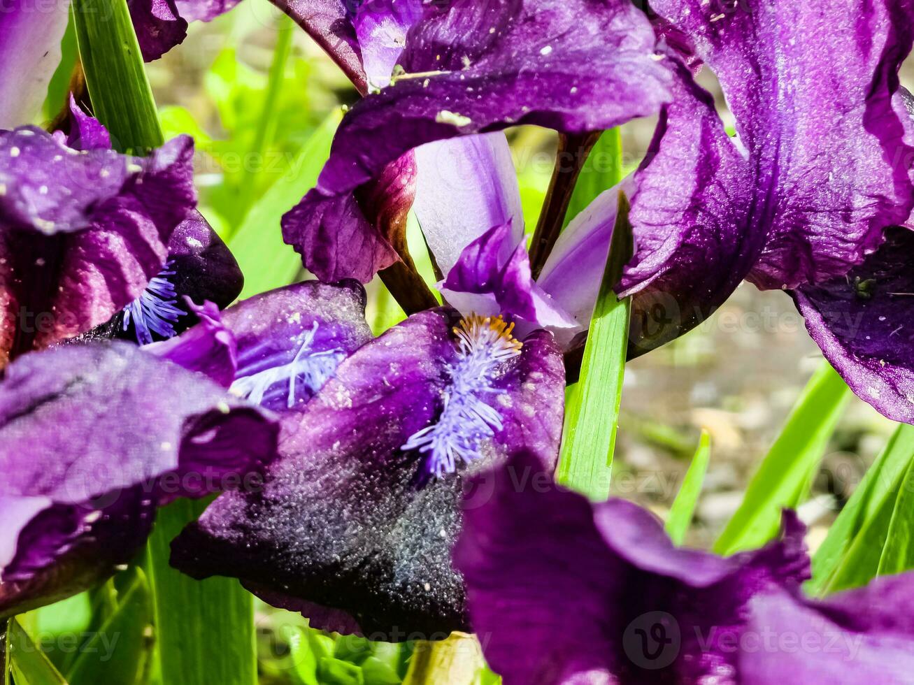 Pygmy iris or dwarf iris Pumila Hybrida Caerulea blooming with single purple blooms. Iris pumila. Wild flowers on the flowerbed in spring. photo