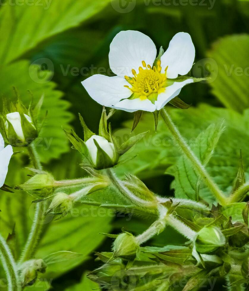 White flowers of wild strawberry in green grass. Latin name Fragaria L. photo