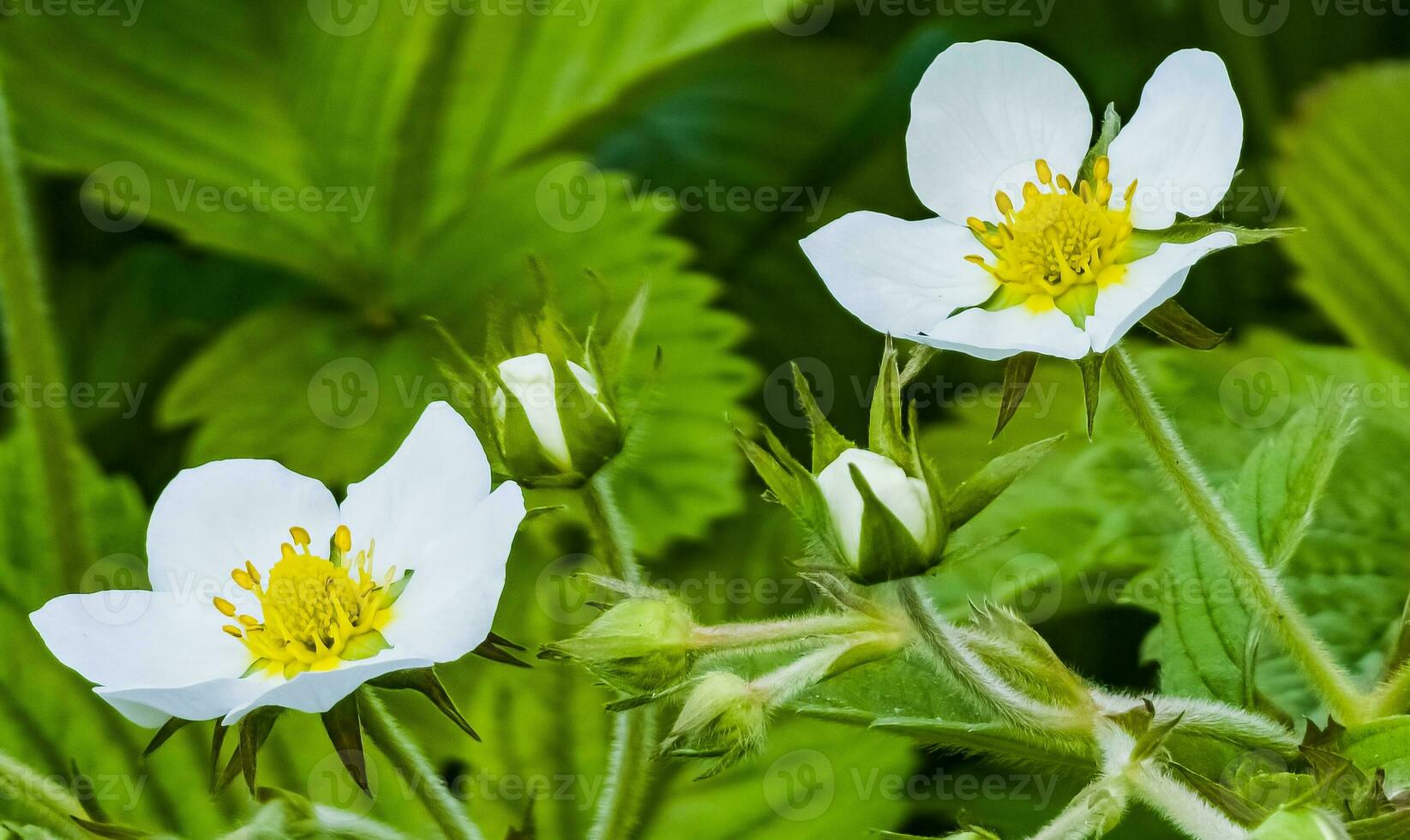 White flowers of wild strawberry in green grass. Latin name Fragaria L. photo