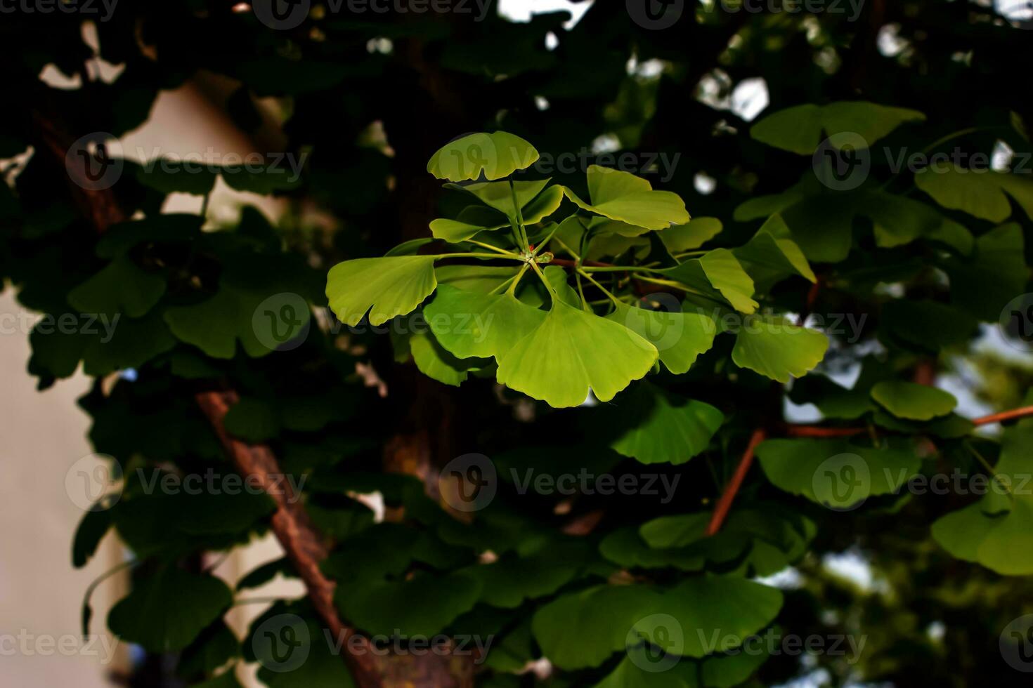 Fresco brillante verde hojas de gingko biloba. natural hoja textura antecedentes. ramas de un gingko árbol en nitra en Eslovaquia. latín nombre gingko biloba yo foto