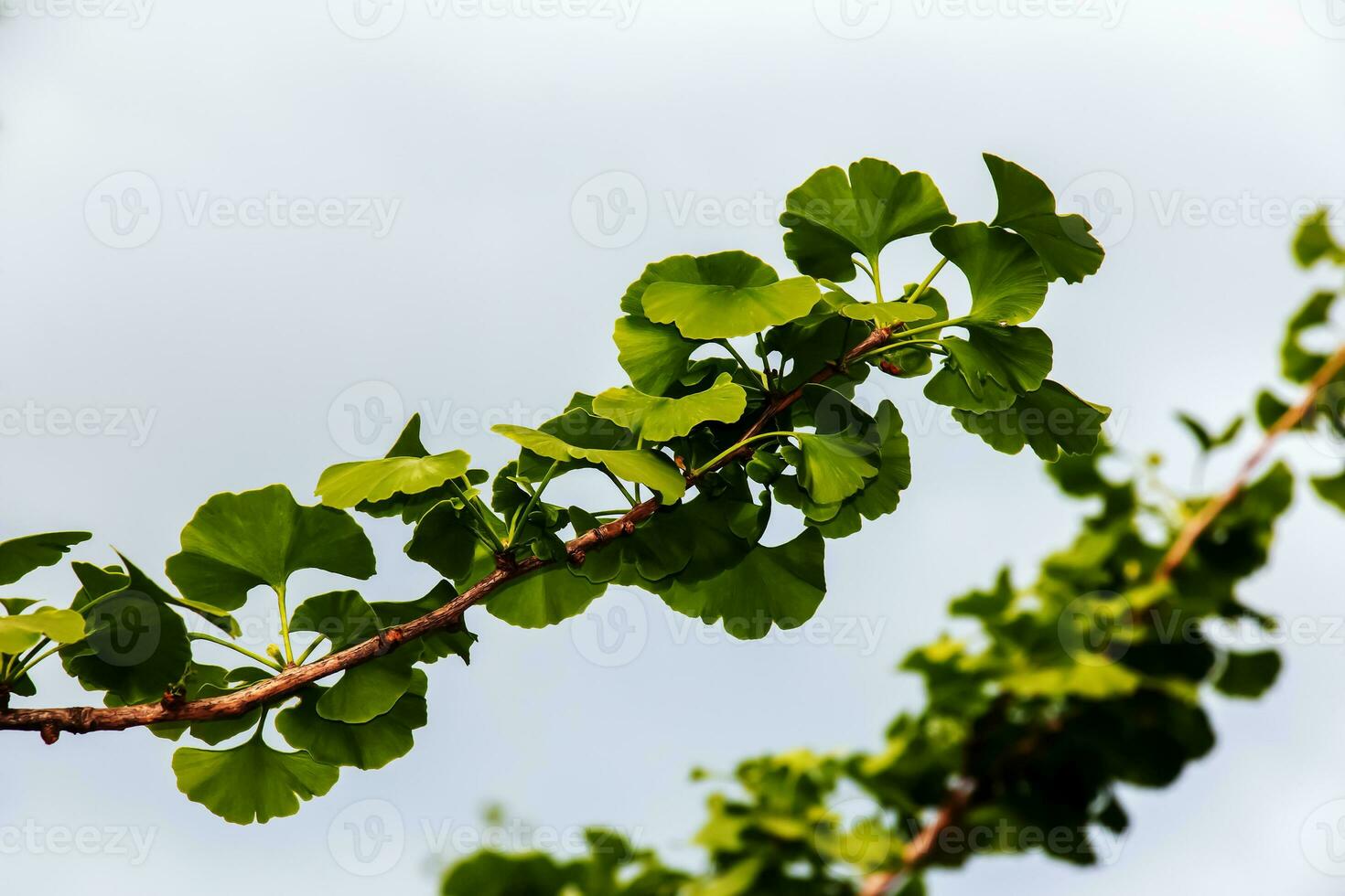 Fresh bright green leaves of ginkgo biloba. Natural leaf texture background. Branches of a ginkgo tree in Nitra in Slovakia. Latin name Ginkgo biloba L. photo