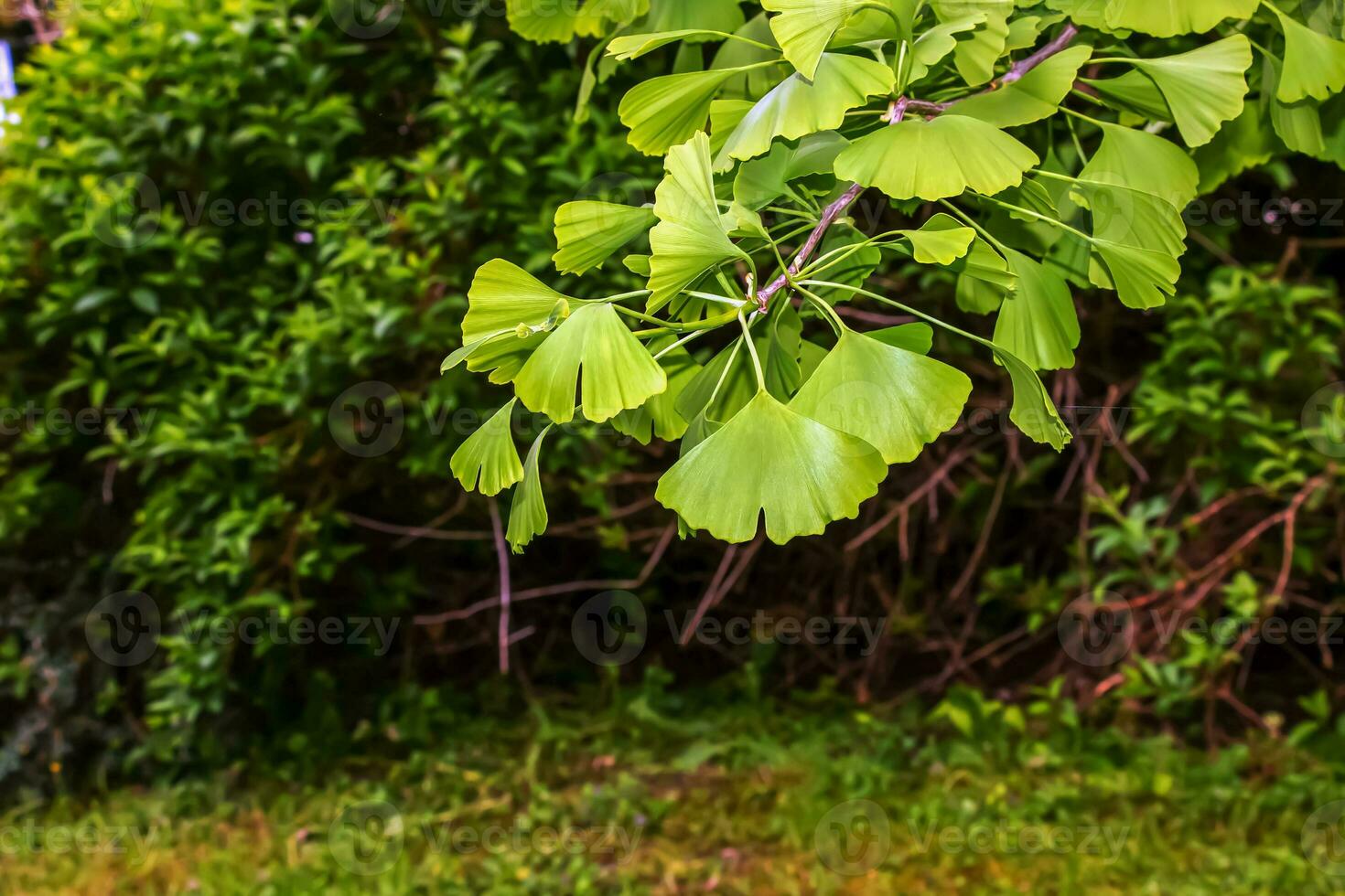 Fresh bright green leaves of ginkgo biloba. Natural leaf texture background. Branches of a ginkgo tree in Nitra in Slovakia. Latin name Ginkgo biloba L. photo