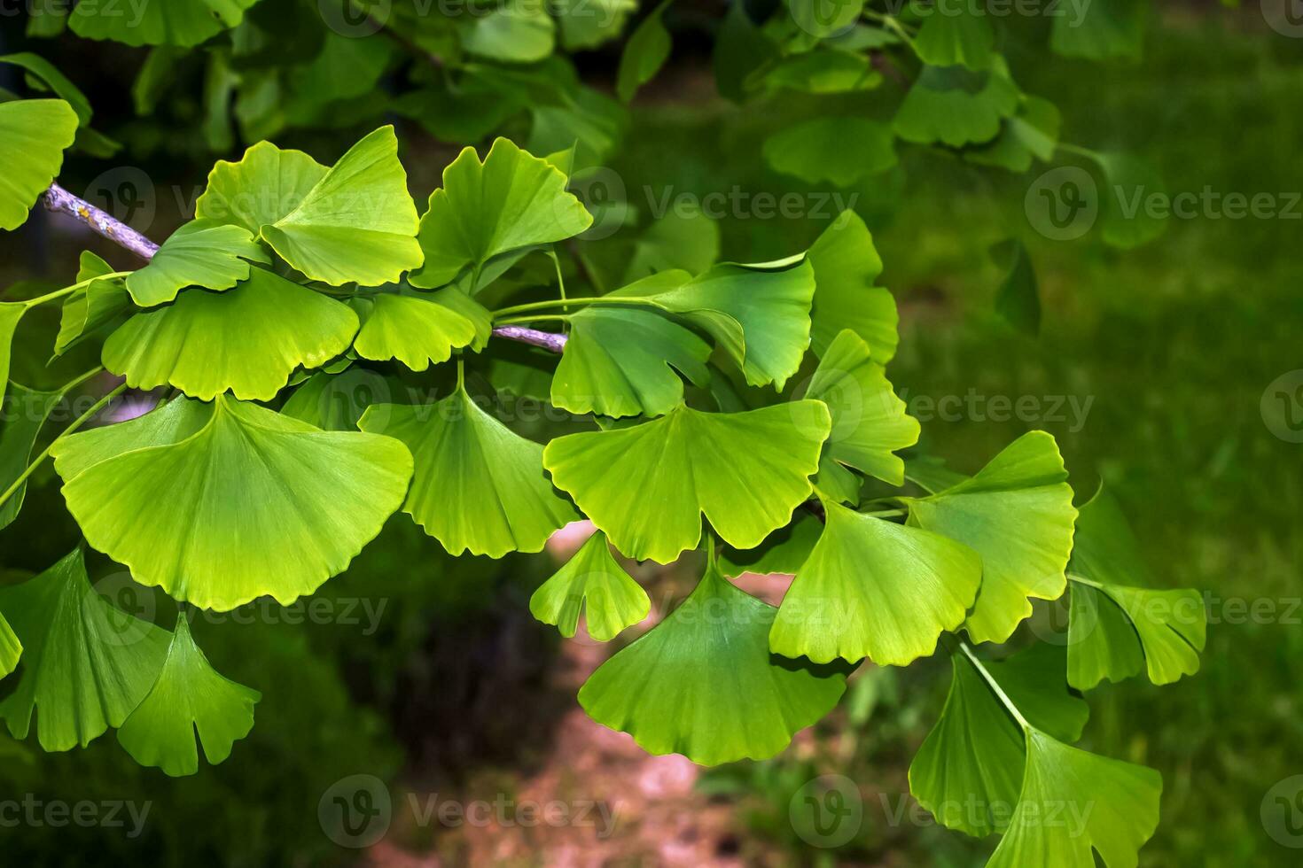 Fresh bright green leaves of ginkgo biloba. Natural leaf texture background. Branches of a ginkgo tree in Nitra in Slovakia. Latin name Ginkgo biloba L. photo