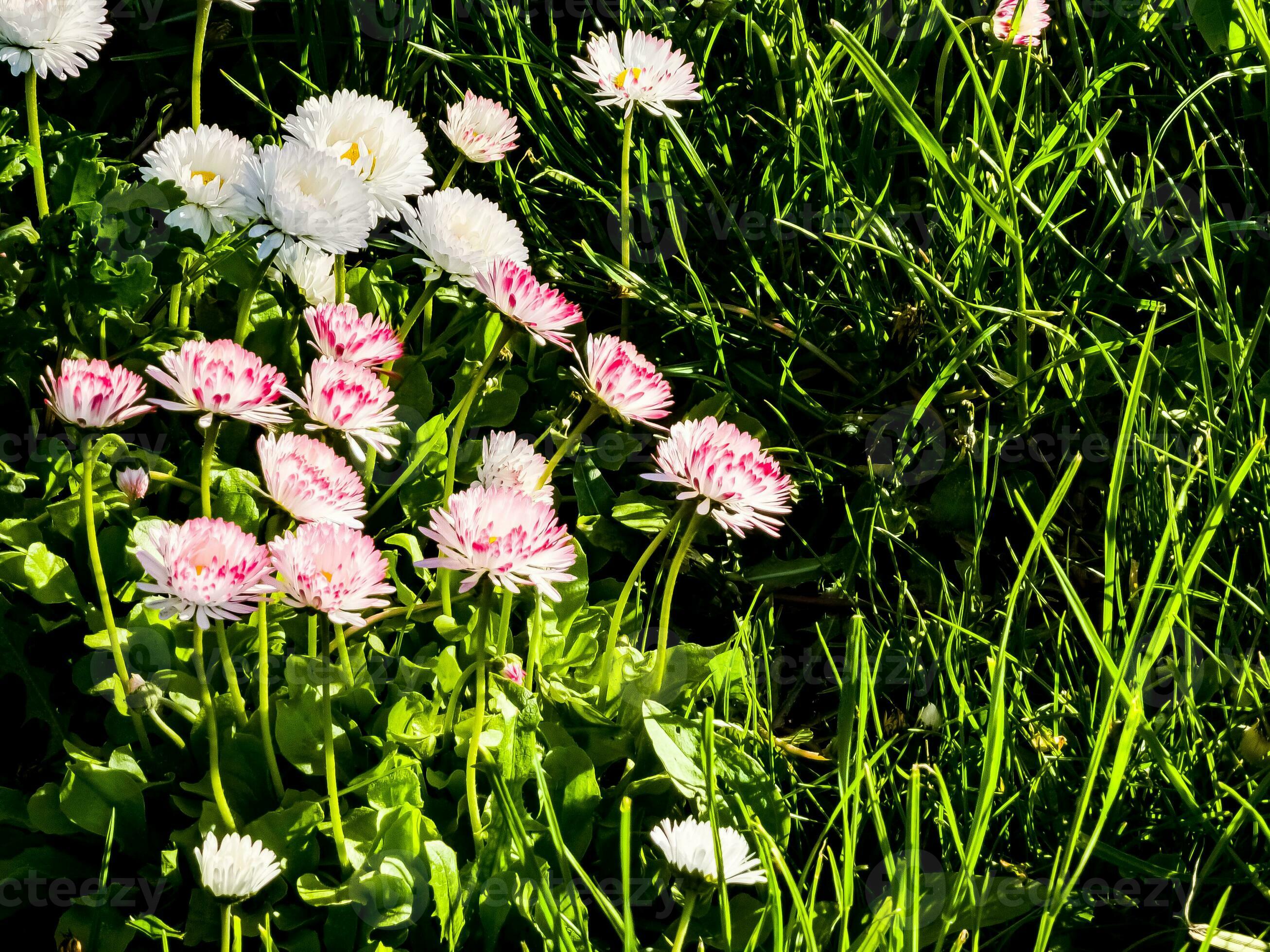 The Impact Of The Daisy Blooms Leak: A Nation Divided - oab6llk