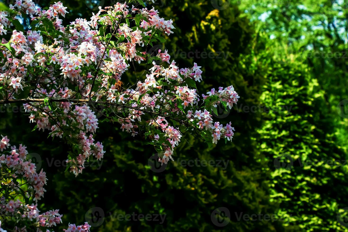 Kolkwitzia amabilis pink blossoming beauty bush, close up. Linnaea amabilis rose flowers in garden, closeup. Light pink flowering plant in park. photo