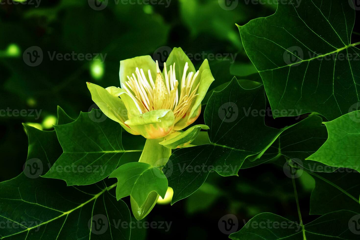 Tulip tree branches with flowers and buds. Latin name Liriodendron tulipifera L photo