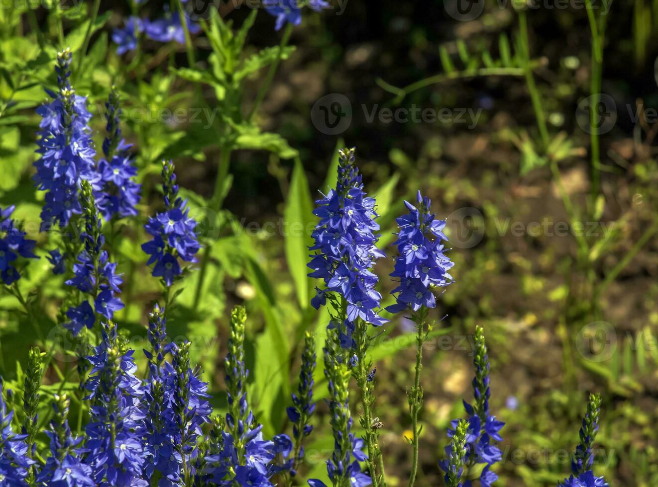 Blue flowers veronica chamaedrys close up on a meadow in sunny weather photo