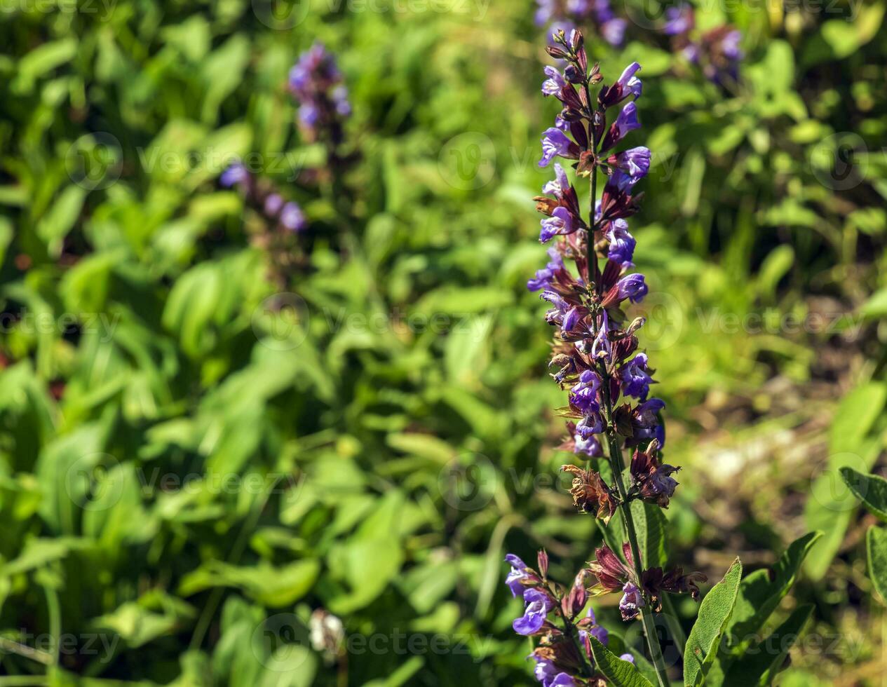 Beautiful Flower, Purple Sage Flowers or Salvia Flowers with Green Leaves in The Garden. photo