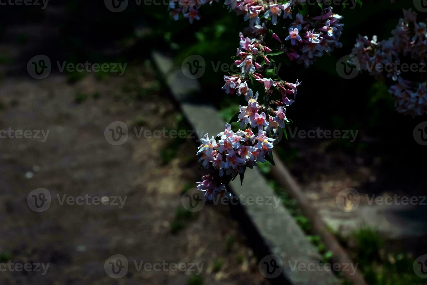 Kolkwitzia amabilis rosado cierne belleza arbusto, cerca arriba. Linnea amabilis Rosa flores en jardín, de cerca. ligero rosado floración planta en parque. foto