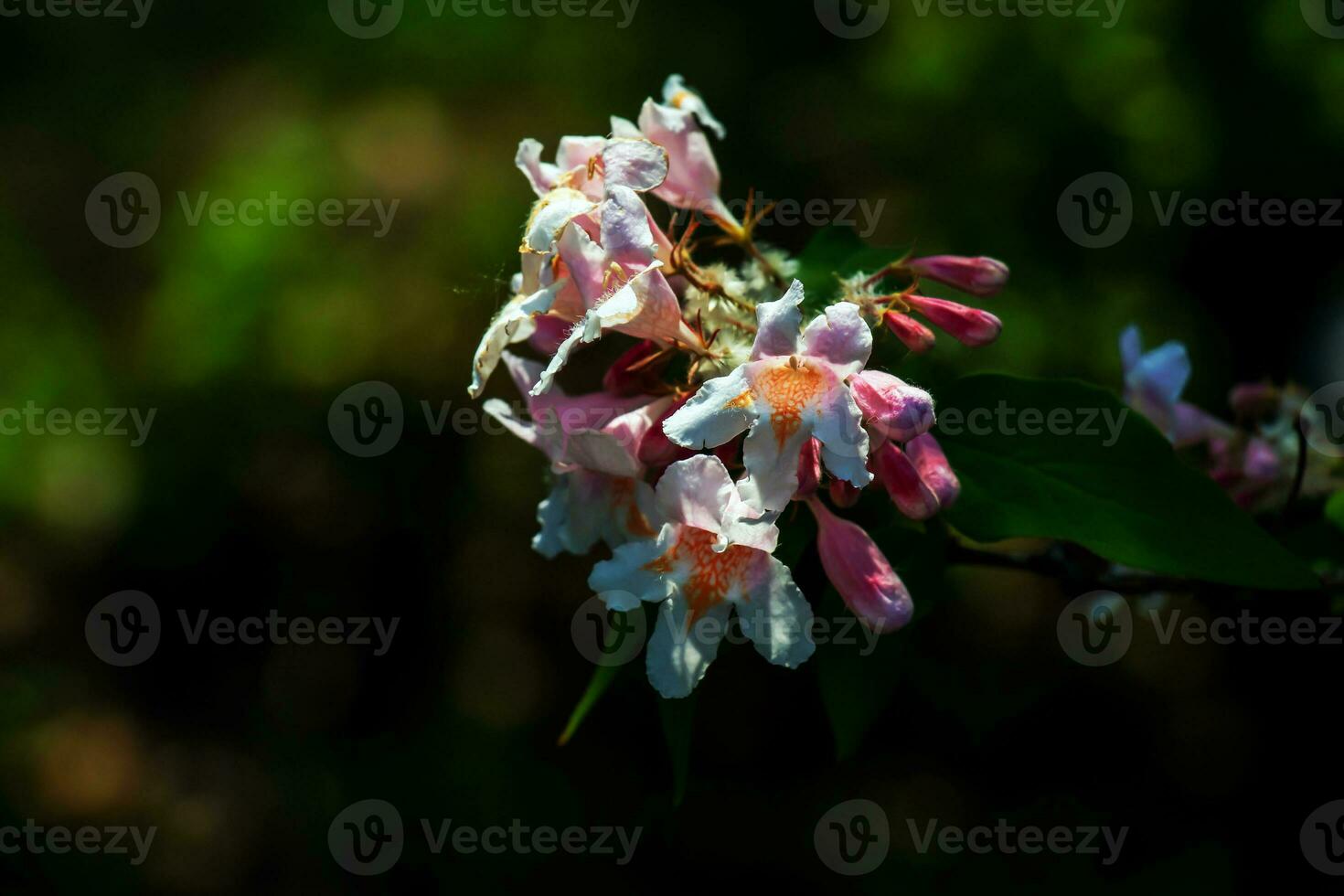 Kolkwitzia amabilis pink blossoming beauty bush, close up. Linnaea amabilis rose flowers in garden, closeup. Light pink flowering plant in park. photo