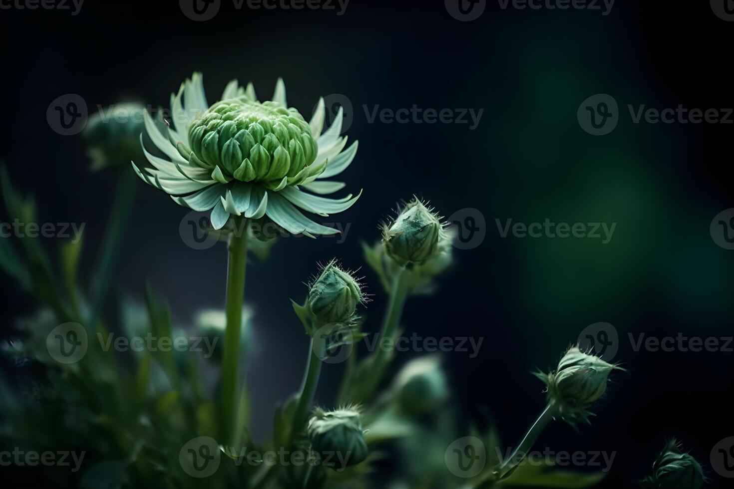 close-up shot of green Chrysanthemum flower buds. The buds are tightly closed and have a bright, vibrant green color, made with photo