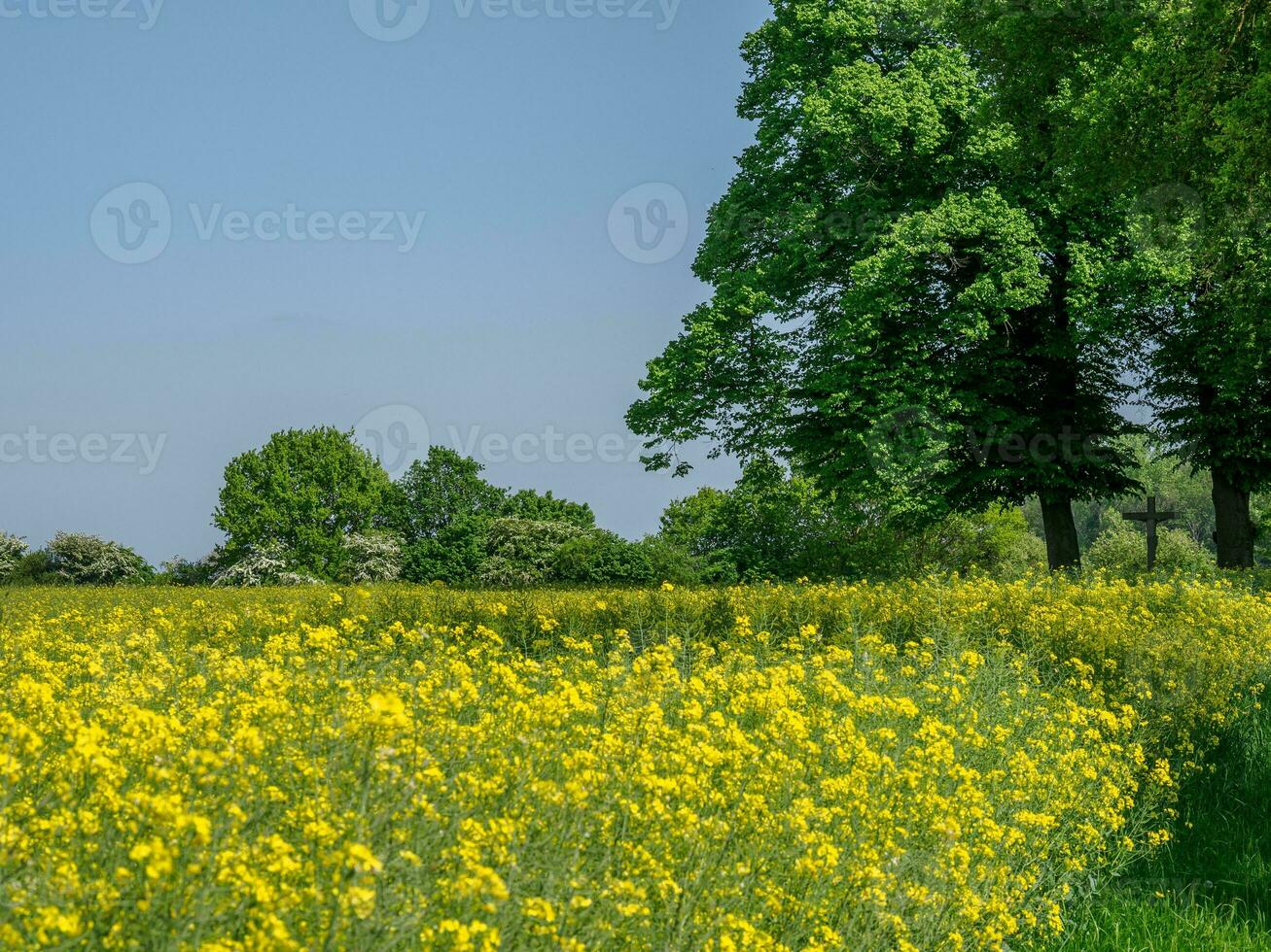 spring time in germany photo