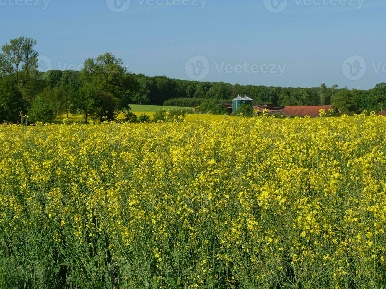spring time in westphalia photo