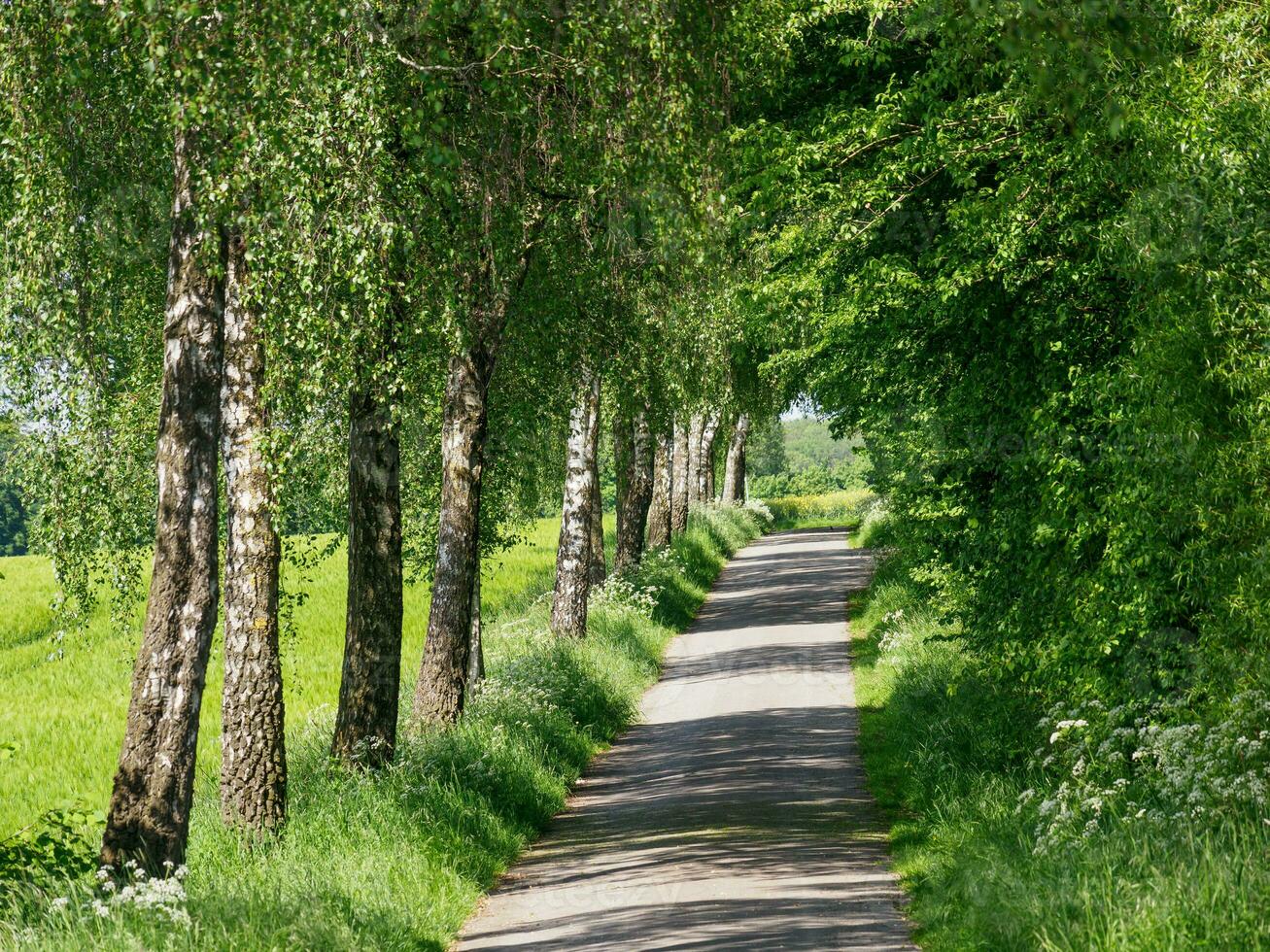 spring time in germany photo