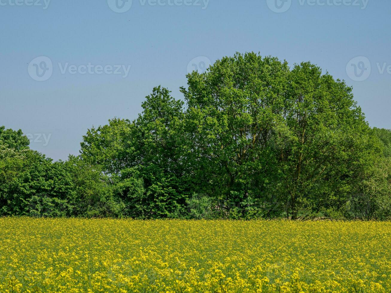 spring time in germany photo