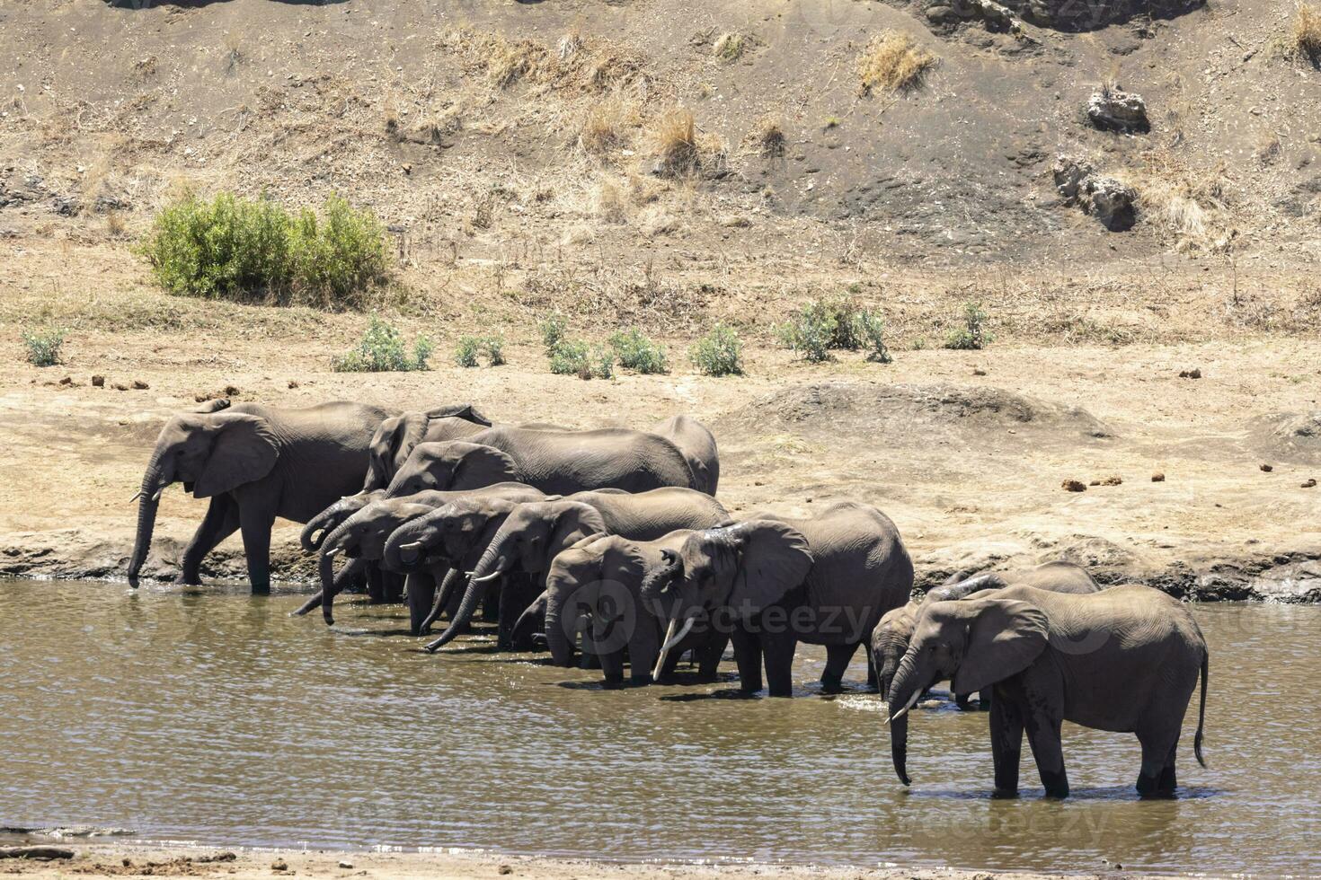 Herd of elephants drink water in the river photo