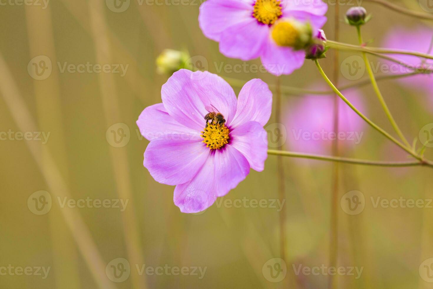 miel abeja en rosado cosmos flor foto