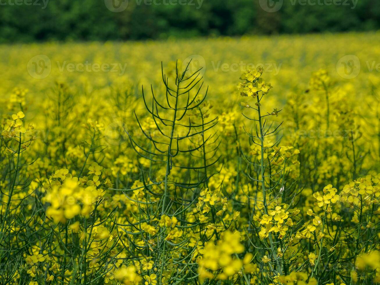 spring time in germany photo