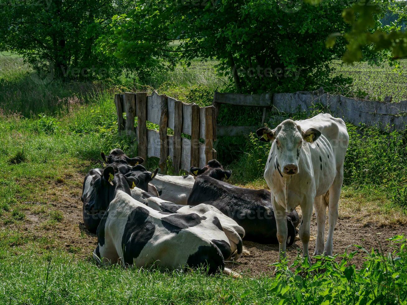 the village of Burlo in westphalia photo