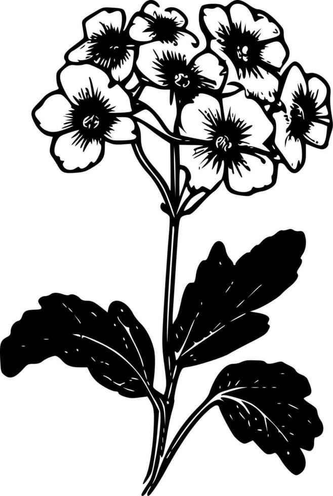 Primrose, Black and White Vector illustration