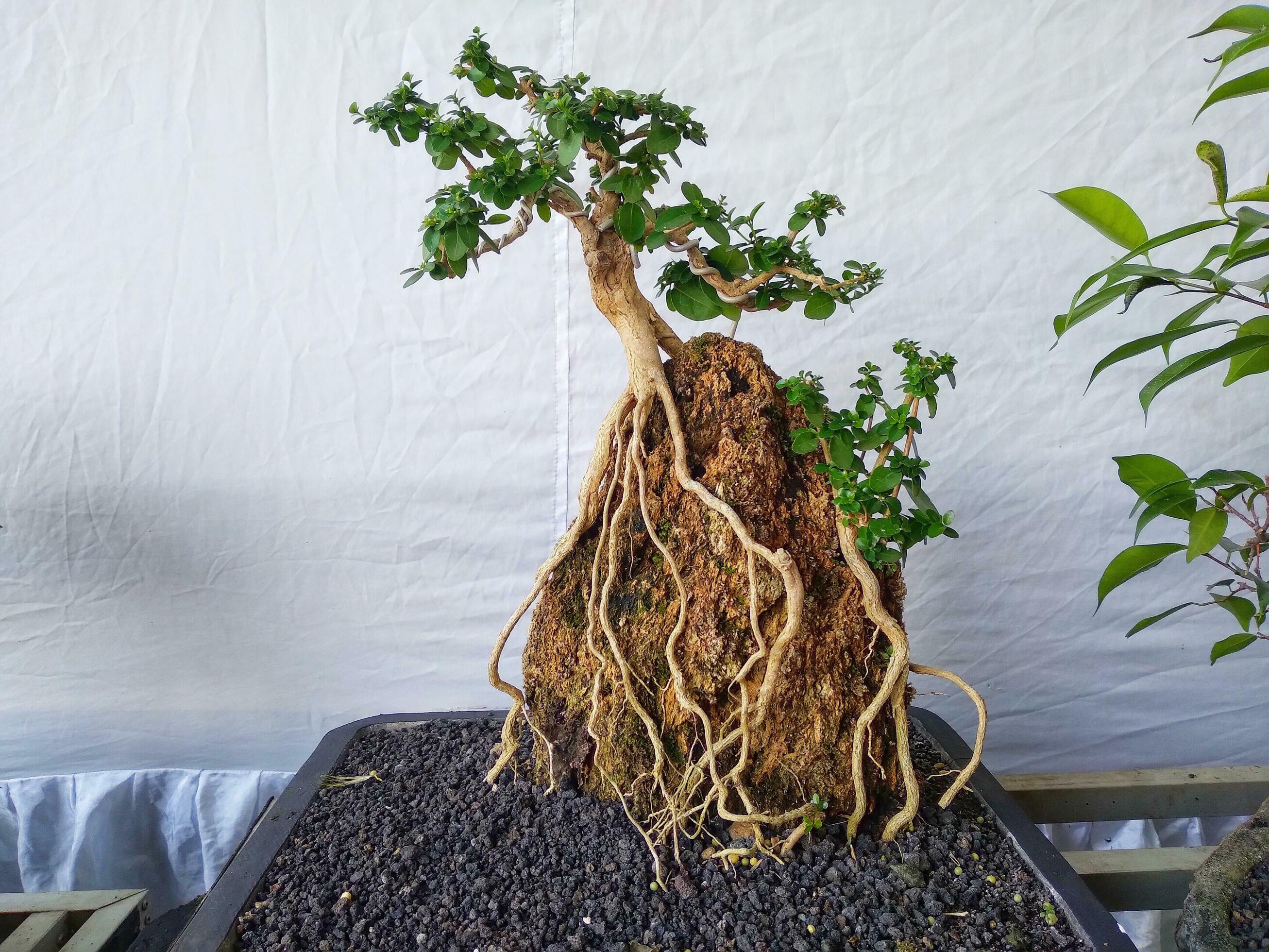 Bonsai will be successfully through the process of caring for so many